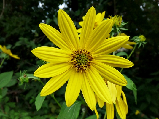 {Helianthus decapetalus}